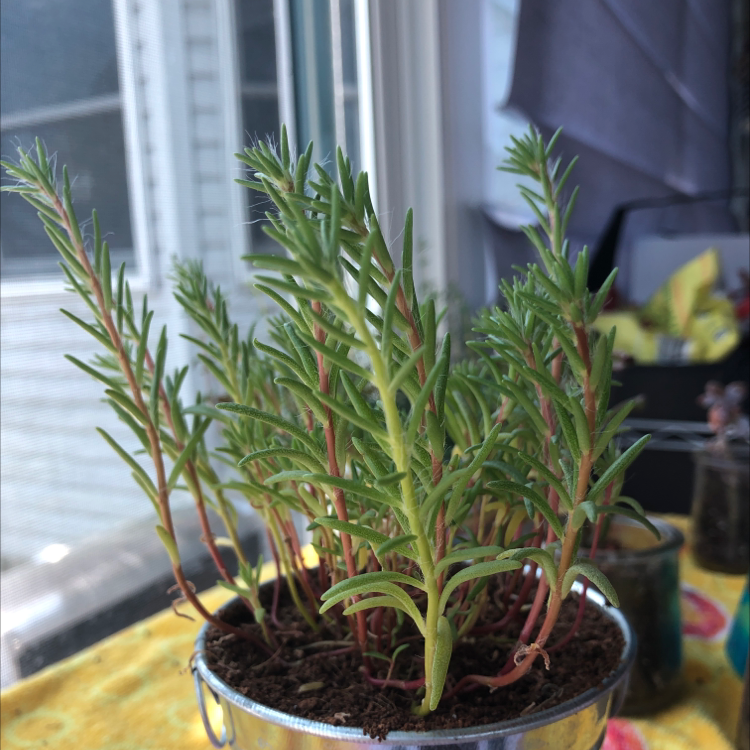 Healthy Moss Rose Purslane plant with dense green needle-like foliage growing upright in a small pot, against an indoor background.