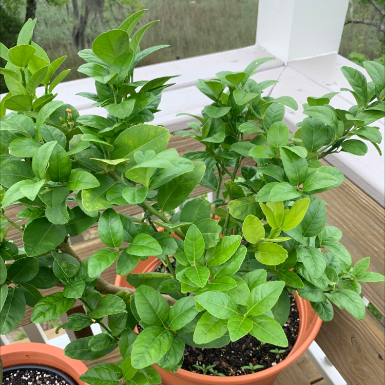 Persian Lime plant in a pot with vibrant green leaves and slight yellowing.
