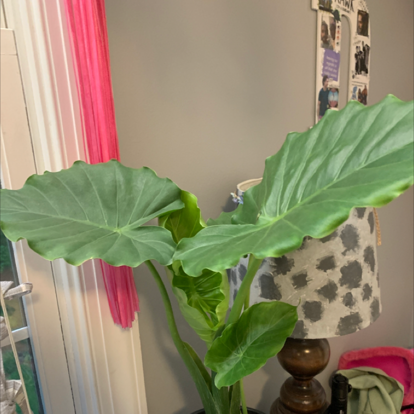 Healthy Alocasia gagaena 'California' with large green leaves.