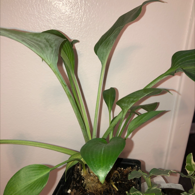 Photo of the plant species Hosta 'Halcyon' by @luciagreenwell named May on Greg, the plant care app