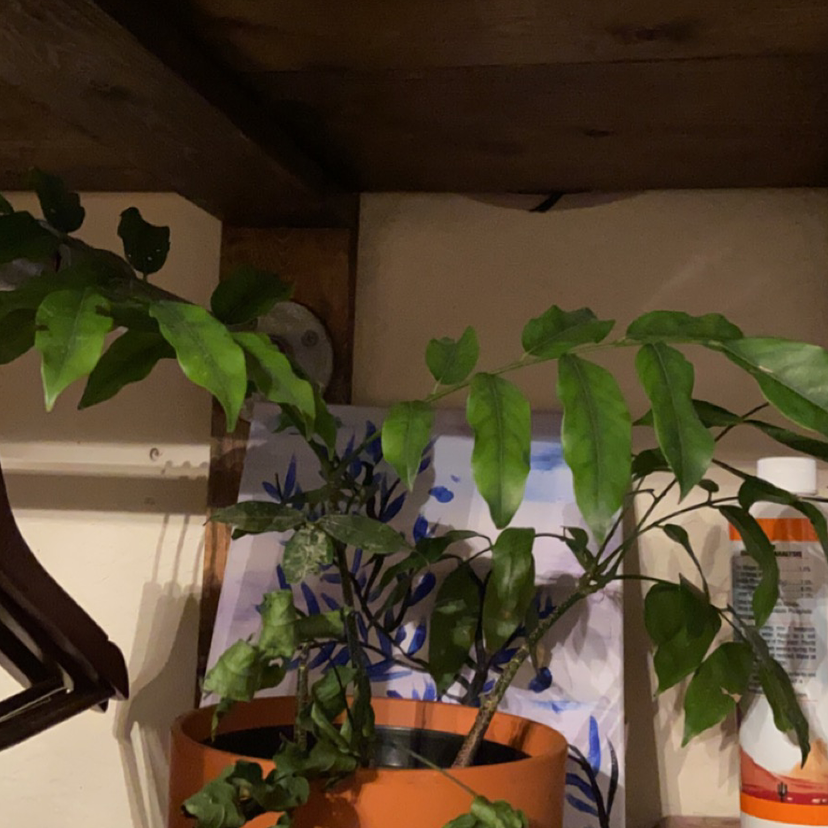 Photo of the plant species Lucky Bean Tree by @Clemmieray named Sakusa on Greg, the plant care app