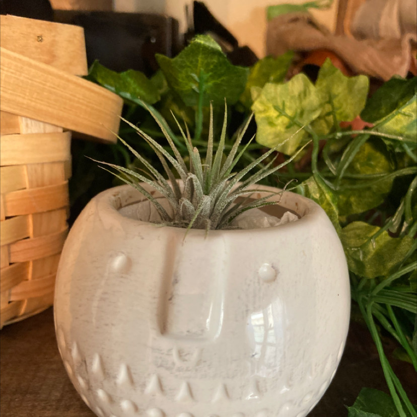 Small Ballmoss plant in a decorative pot with other plants and a wicker basket in the background.