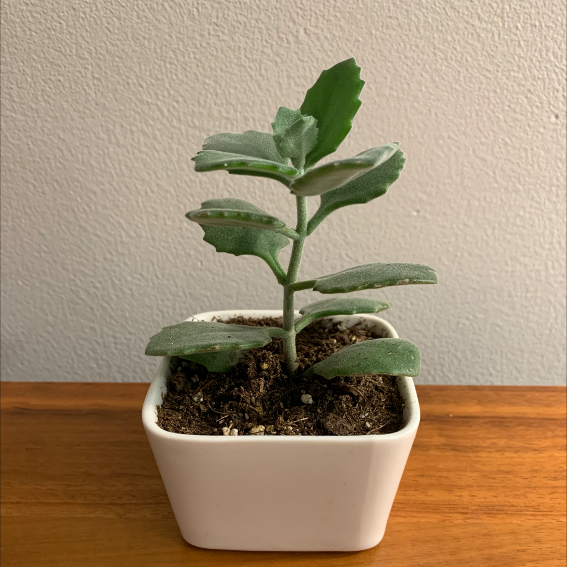 A healthy Felt Bush plant in a white square pot with visible soil.