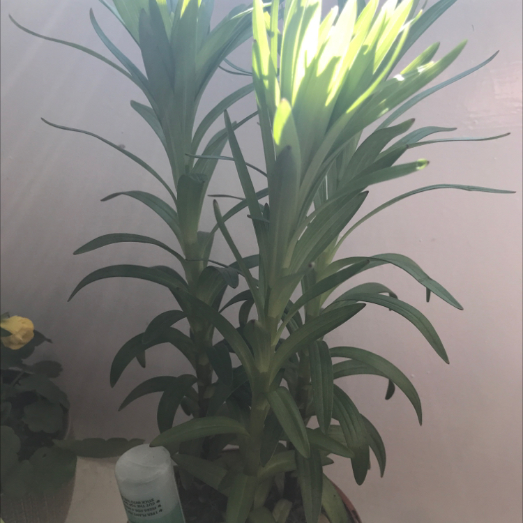 Easter Lily plant photo by Helen named Fernie Mac on Greg, the plant care app.