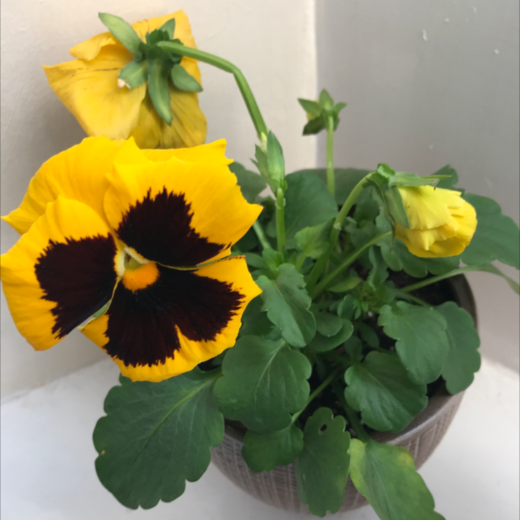 Wild Pansy plant photo by Helen named Nemo on Greg, the plant care app.