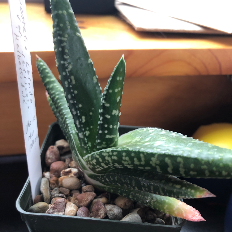 Bredasdorp Gasteria plant with white-spotted leaves in a pot with rocky soil.