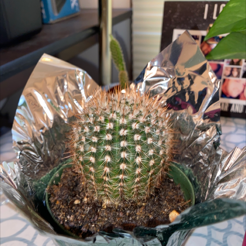 Correll's Hedgehog Cactus in a pot with foil wrap, soil visible, healthy condition.