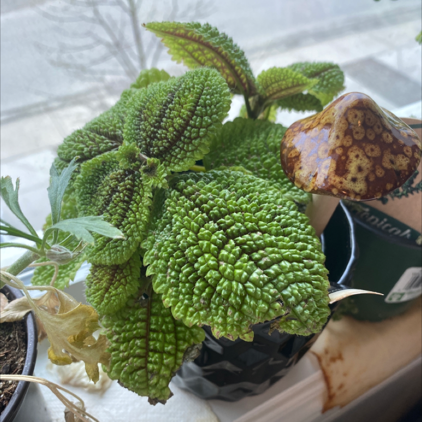 Pilea mollis plant with textured green leaves, slight browning and yellowing, potted near a window.