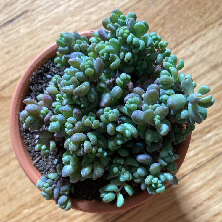 Photo of the plant species Corsican Stonecrop by @Magpyy named Sedum Dasyphyllum ‘Minor’ on Greg, the plant care app