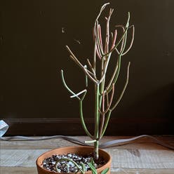 Pencil Cactus plant