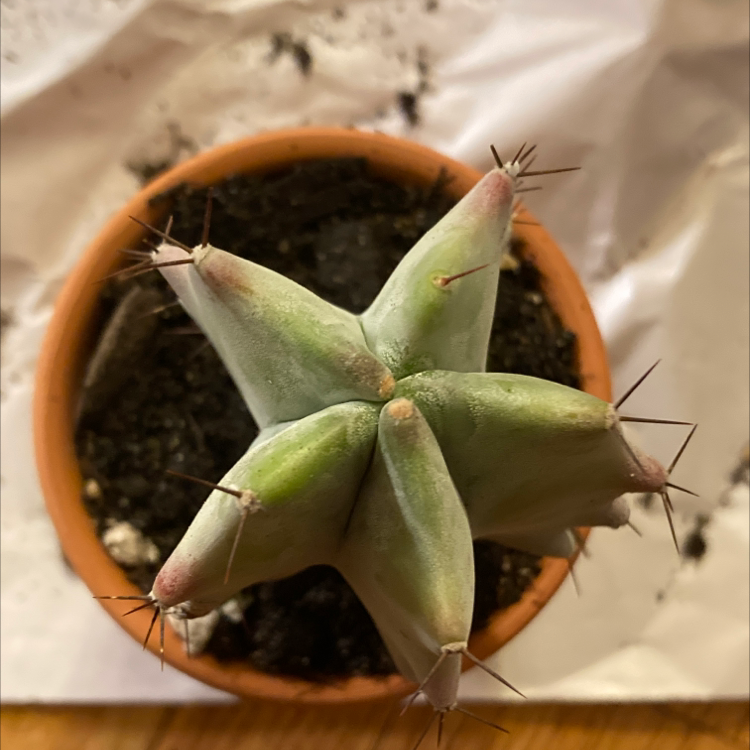 Potted Gray Ghost Organ Pipe cactus with visible soil, well-framed and in focus.
