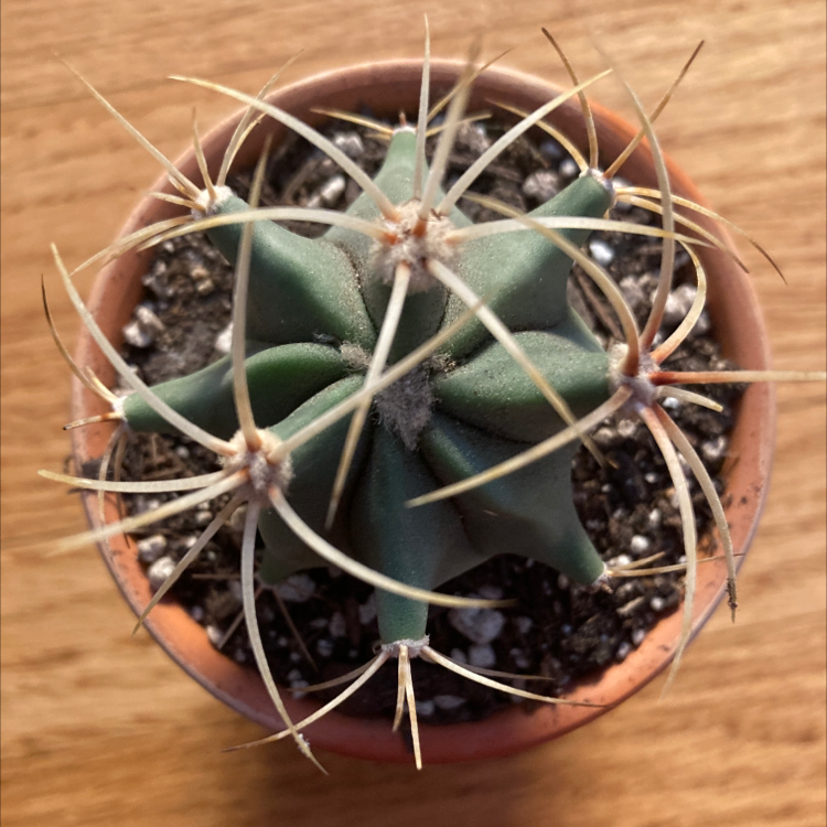 Photo of the plant species Ferocactus histrix by @Magpyy named Ferocactus Histrix on Greg, the plant care app