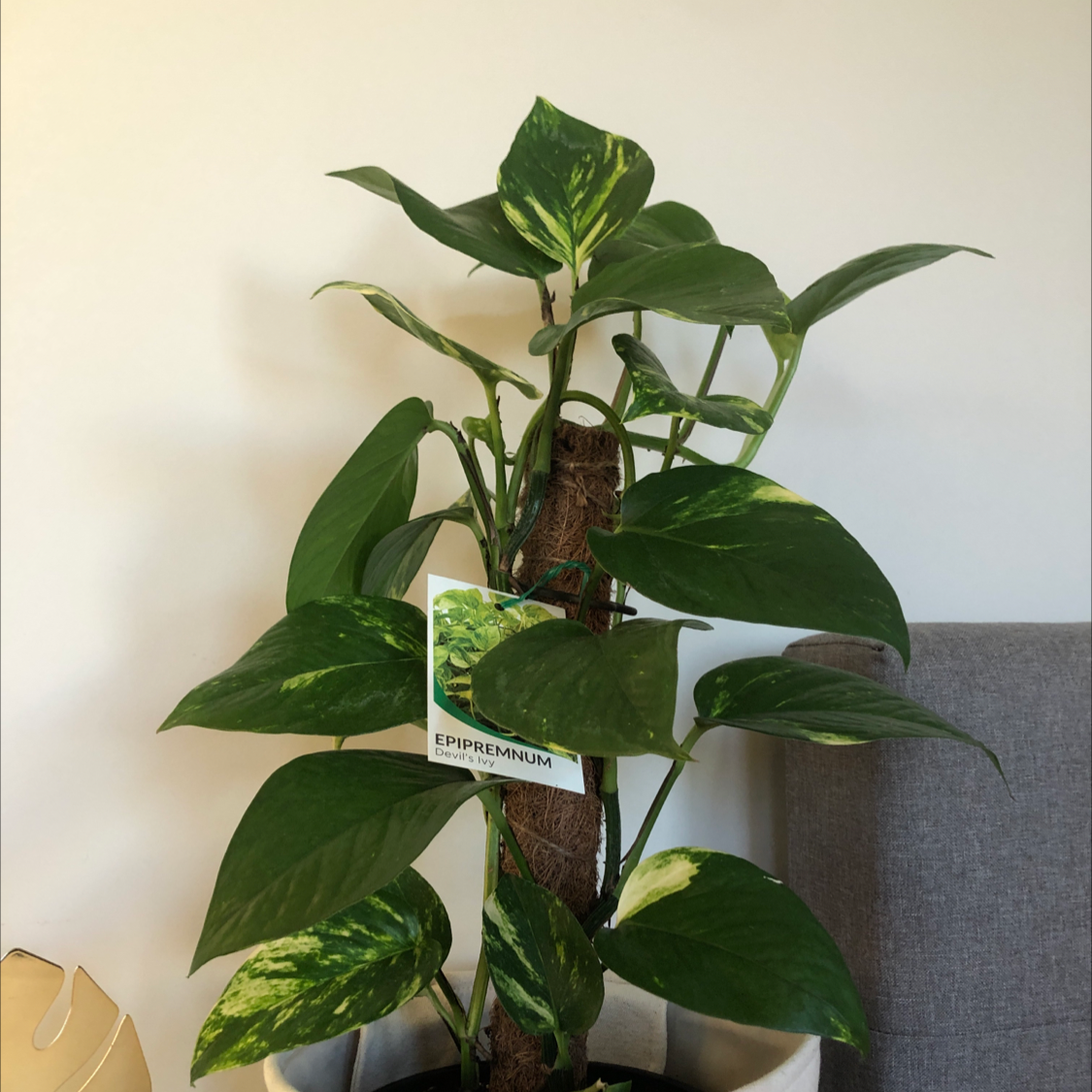 Taro Vine plant photo by @emlovesplants named elsie mae on Greg, the plant care app.