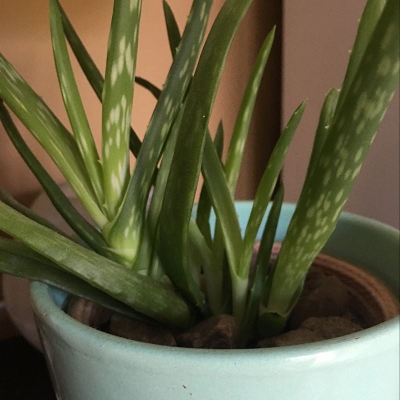 Close-up of healthy Aloe vera plant with thick green leaves showing characteristic white speckles and serrated edges, minor yellowing on tips.