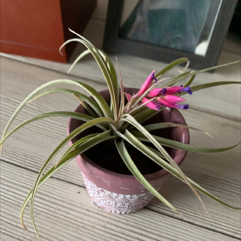 Pink Quill Plant (Tillandsia cyanea) in a decorative pot with vibrant flowers.