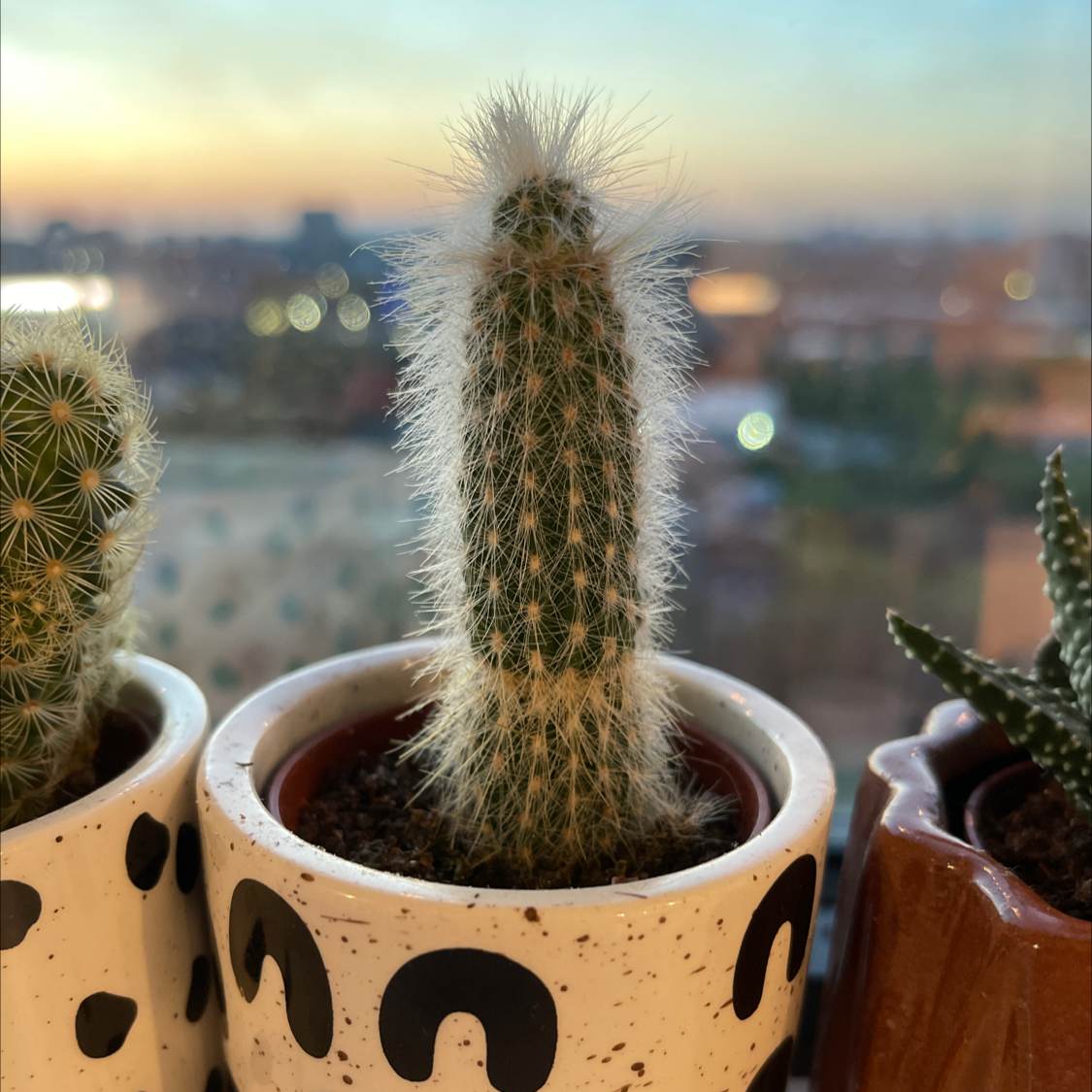 Silver Torch Cactus in a small pot with a blurred background.