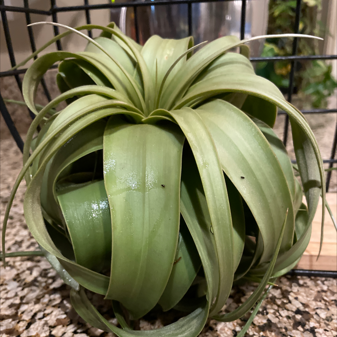Tillandsia Xerographica plant with healthy green leaves, well-framed and in focus.