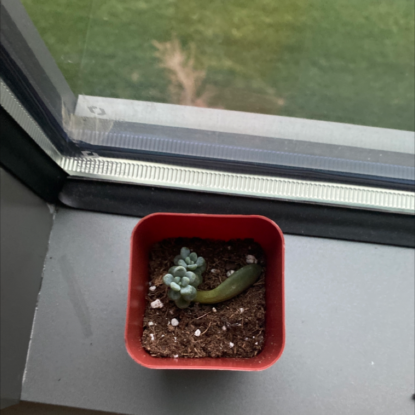Sedum clavatum plant in a red pot on a windowsill, with visible soil and one discolored leaf.