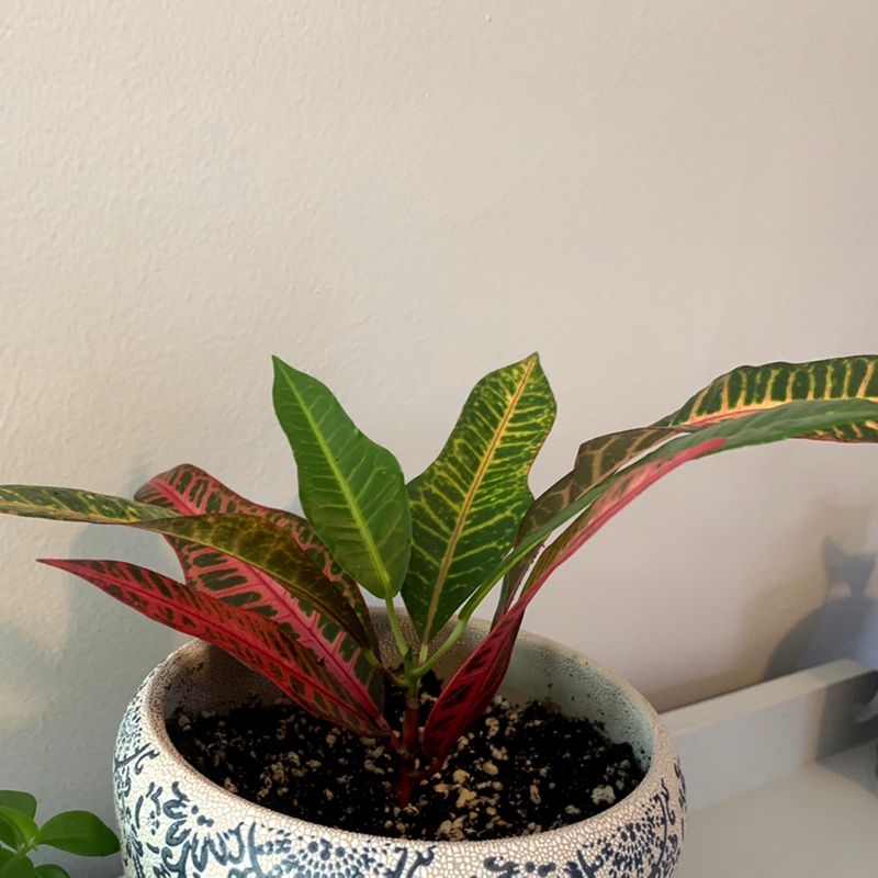 A healthy Croton 'Petra' plant with vibrant red, green and yellow variegated leaves in a decorative pot.