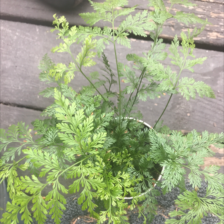 Photo of the plant species Conium Maculatum by @HopefullyIDontKillMyPlants named Dillie on Greg, the plant care app