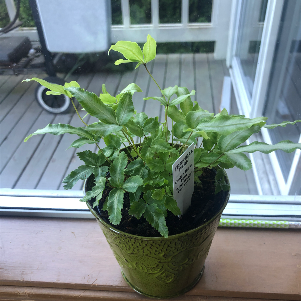 Potted Brake Fern on a windowsill, healthy green leaves, no visible discoloration.