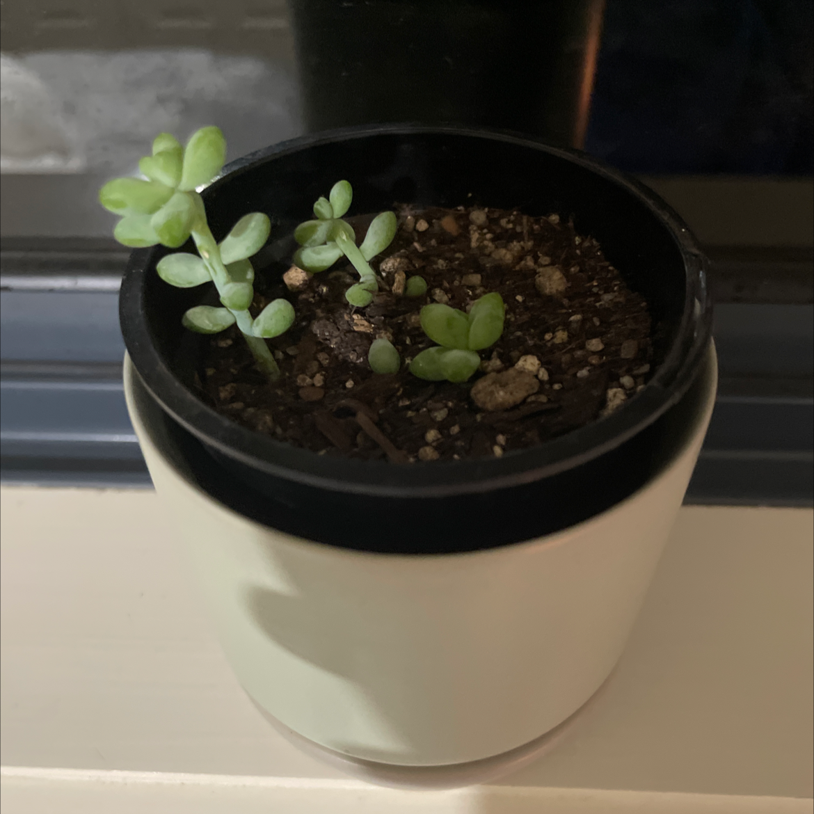 Potted Corsican Stonecrop with healthy succulent leaves and visible soil.
