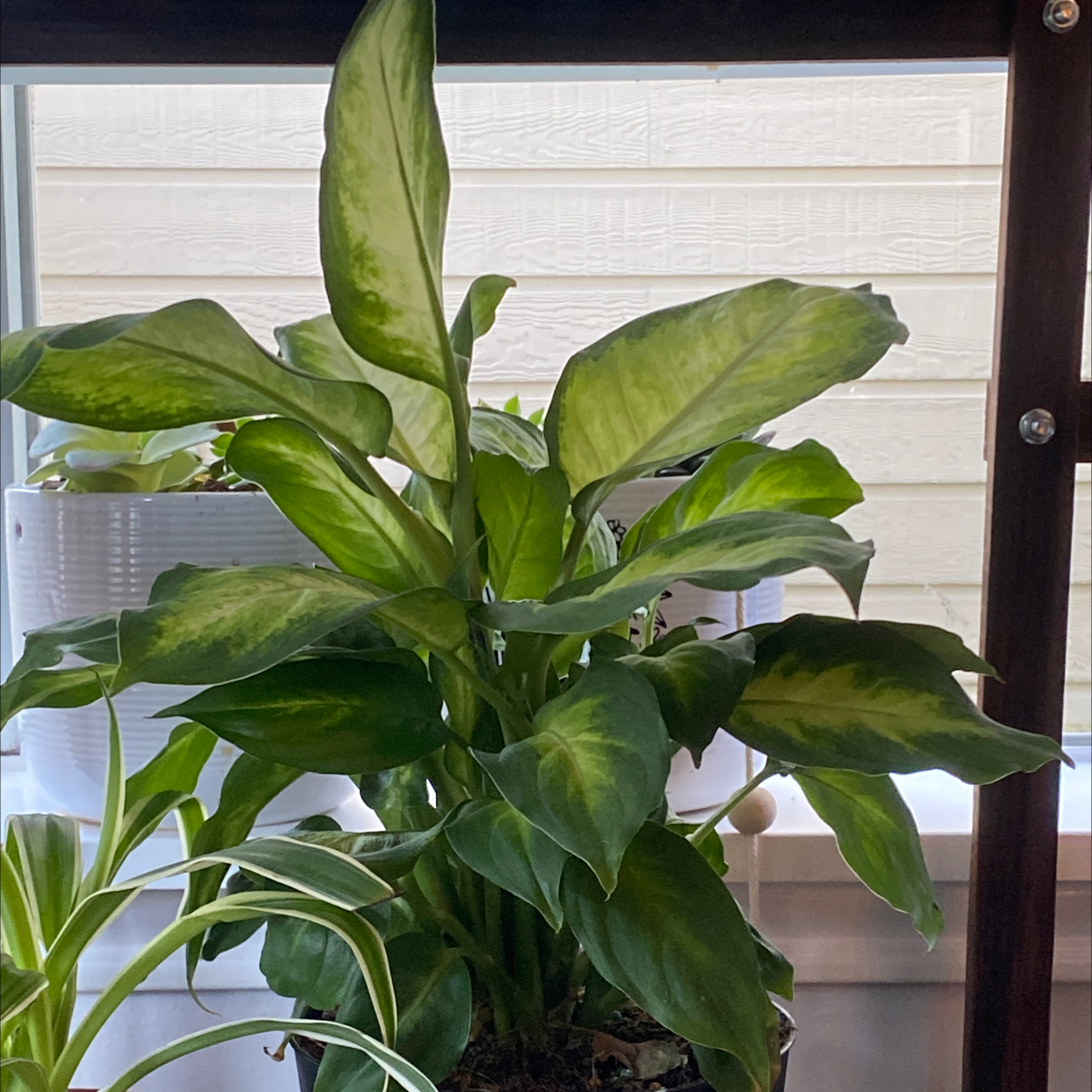 Dieffenbachia 'Camille' plant with variegated leaves near a window, soil visible.