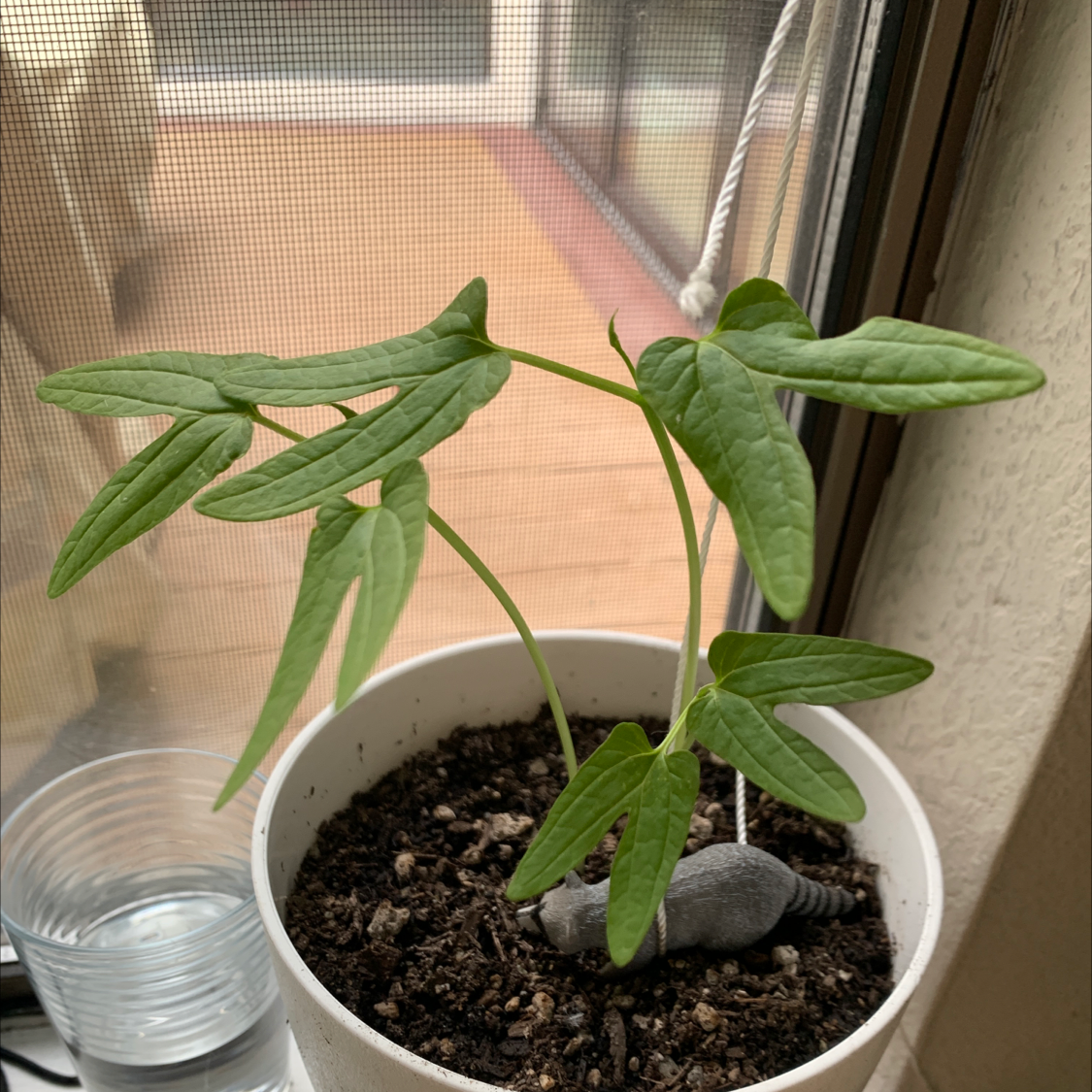 🍃 Why Are My Sweet Potato Vine Leaves Droopy?