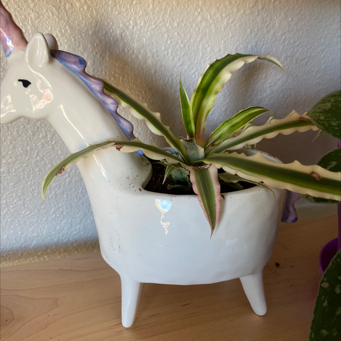Potted century plant in ceramic planter, green leaves with one brown leaf tip, hand pointing to damage.
