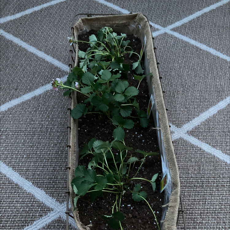 Planter with multiple Beach Strawberry plants, soil visible, slight leaf wilting.