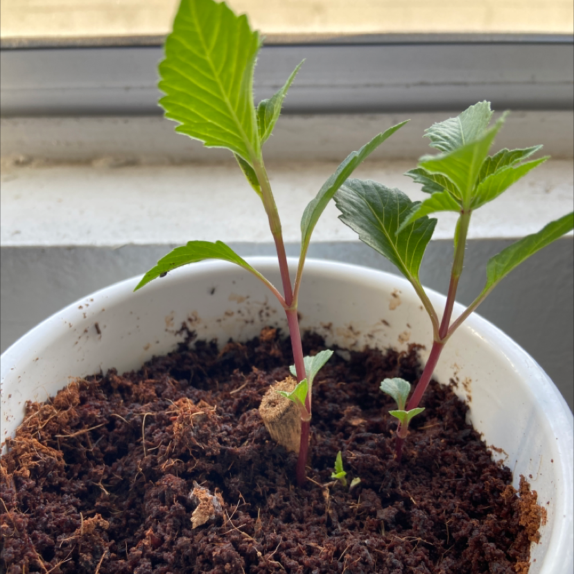 Young Garden Dahlia plant in a white pot with visible soil, healthy green leaves.