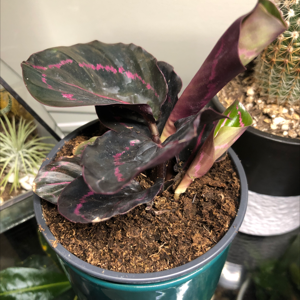 Prayer Plant Dottie in a pot with dark leaves and pinkish veins, some browning on edges.
