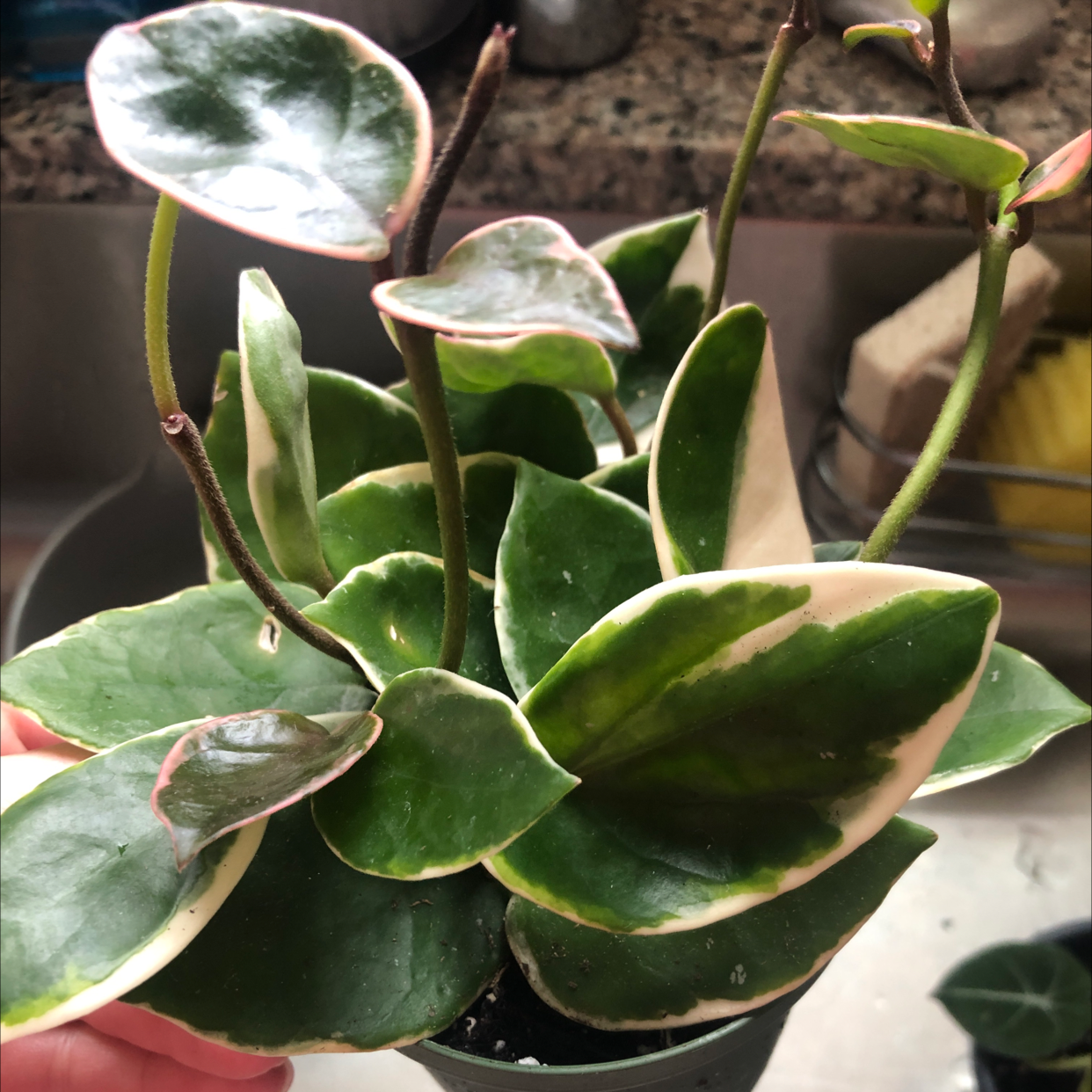 Hoya Krimson Queen plant with variegated leaves, held by a hand.