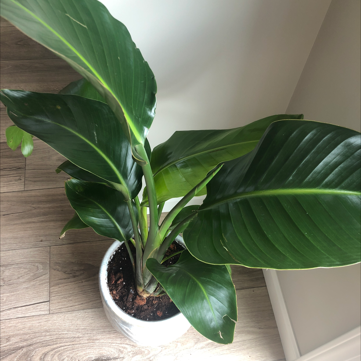 Healthy White Bird of Paradise plant with large green leaves in a white ceramic pot on a wood floor.