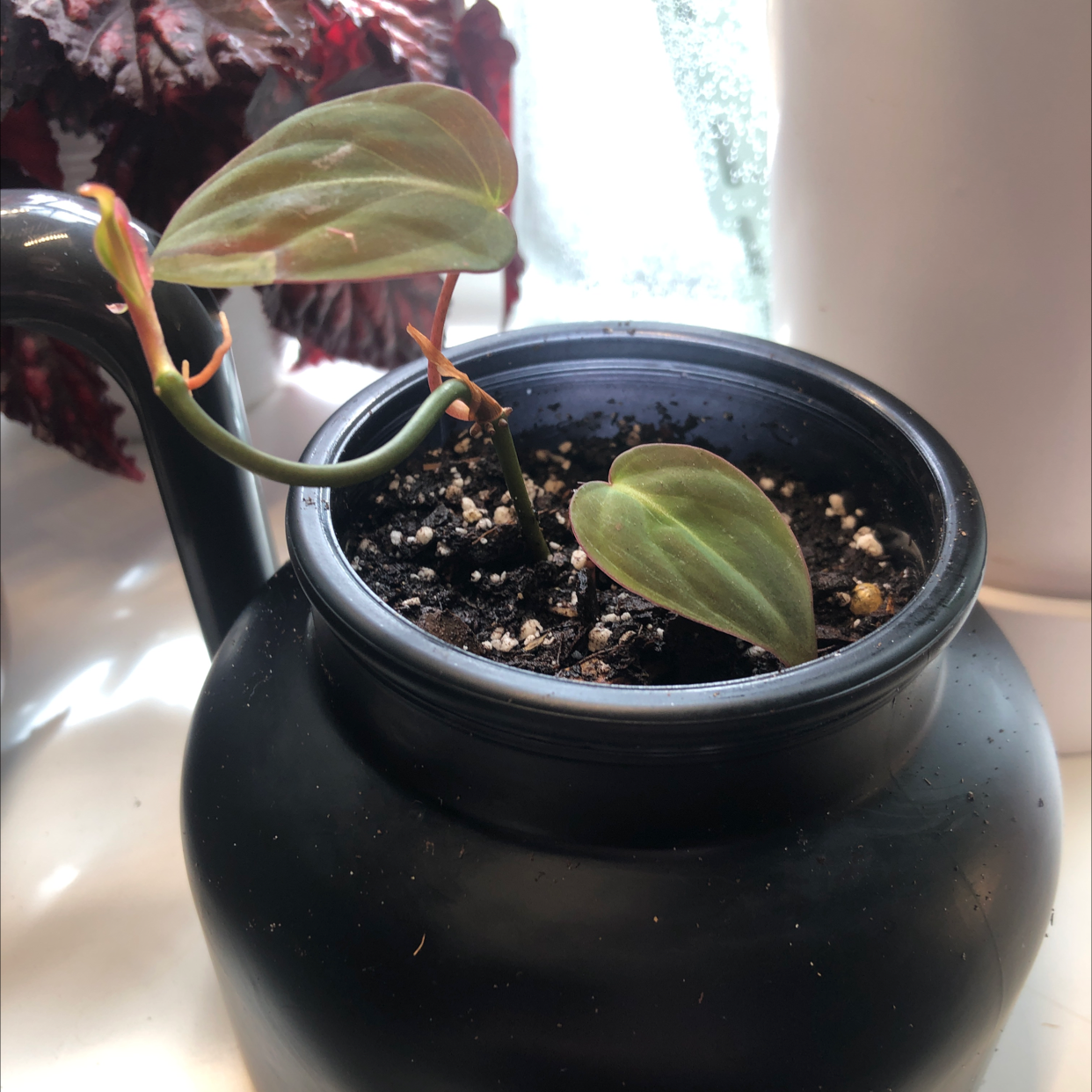 Philodendron Micans plant in a black pot with visible soil, healthy leaves.