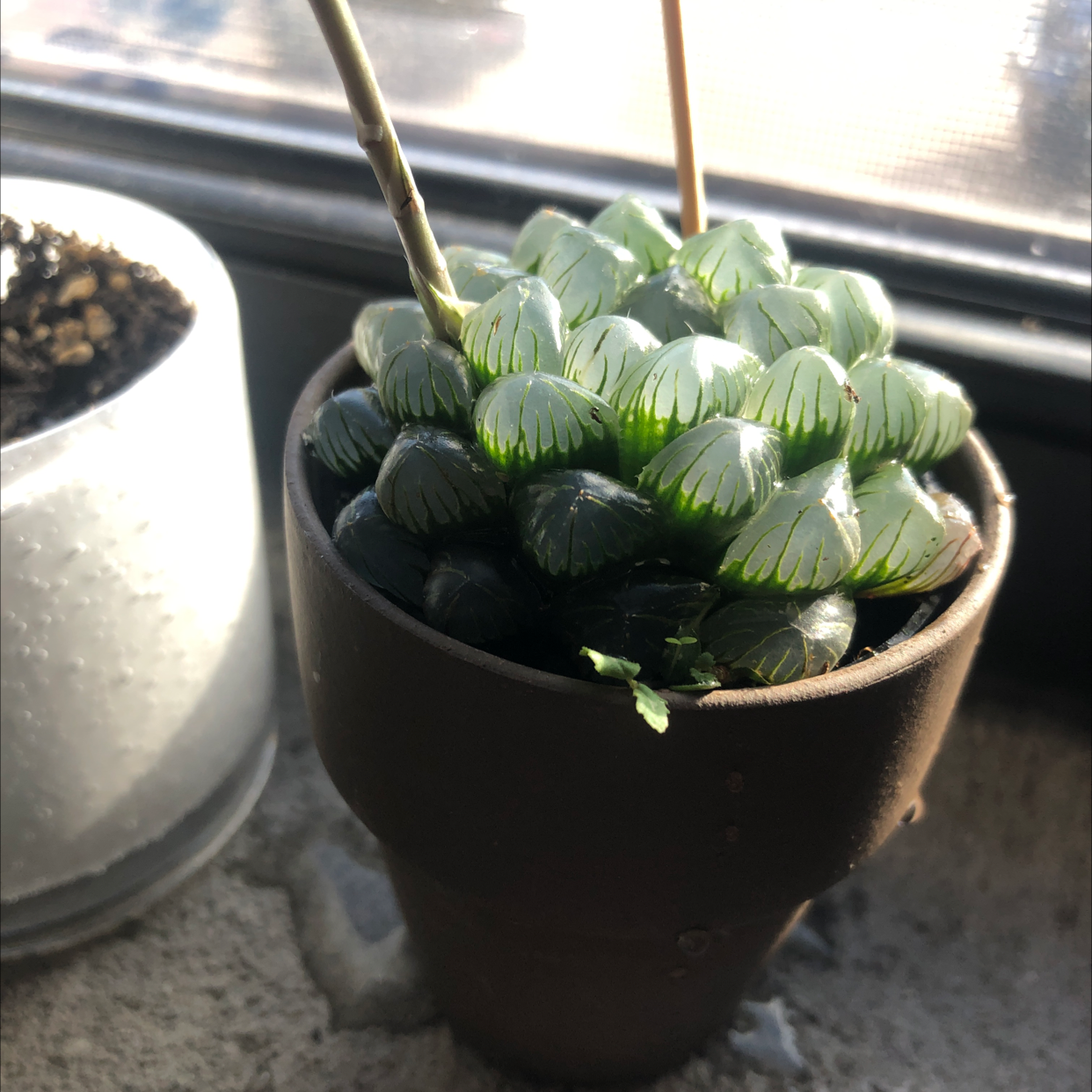Haworthia cooperi plant in a small pot, healthy with translucent leaves.