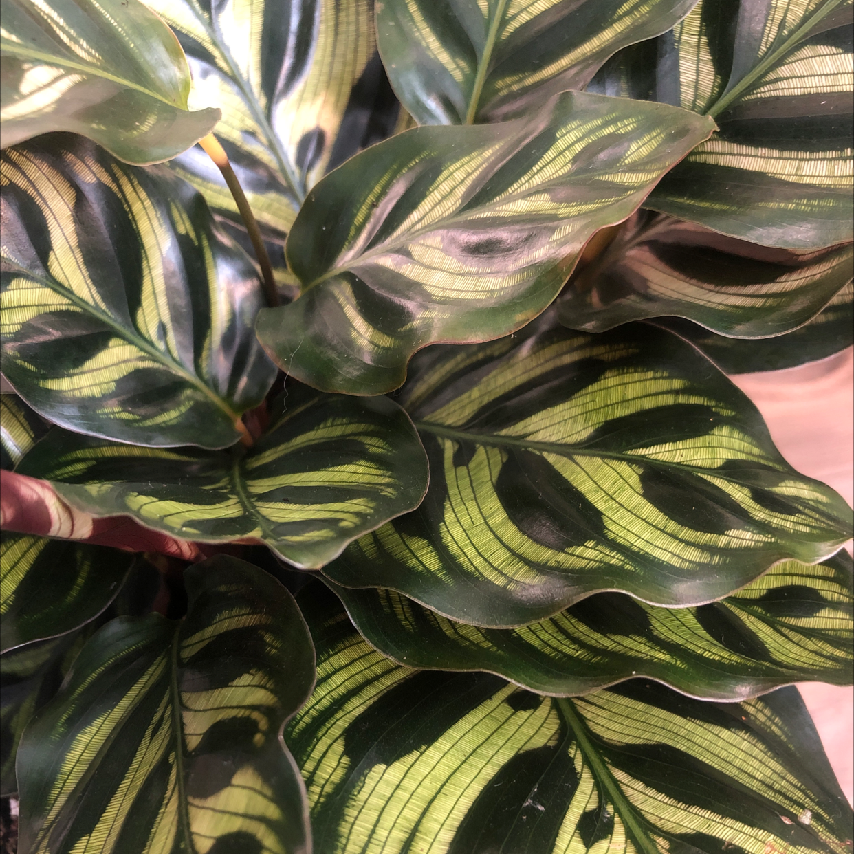 Close-up of a Cathedral Windows plant with variegated green leaves.