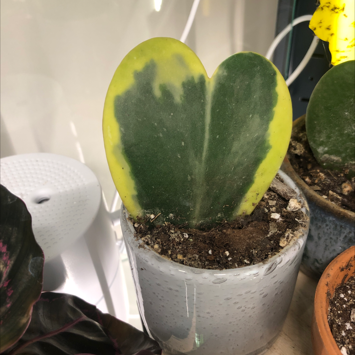 Variegated Heart Leaf Hoya plant in a small pot with visible soil and variegated leaf.