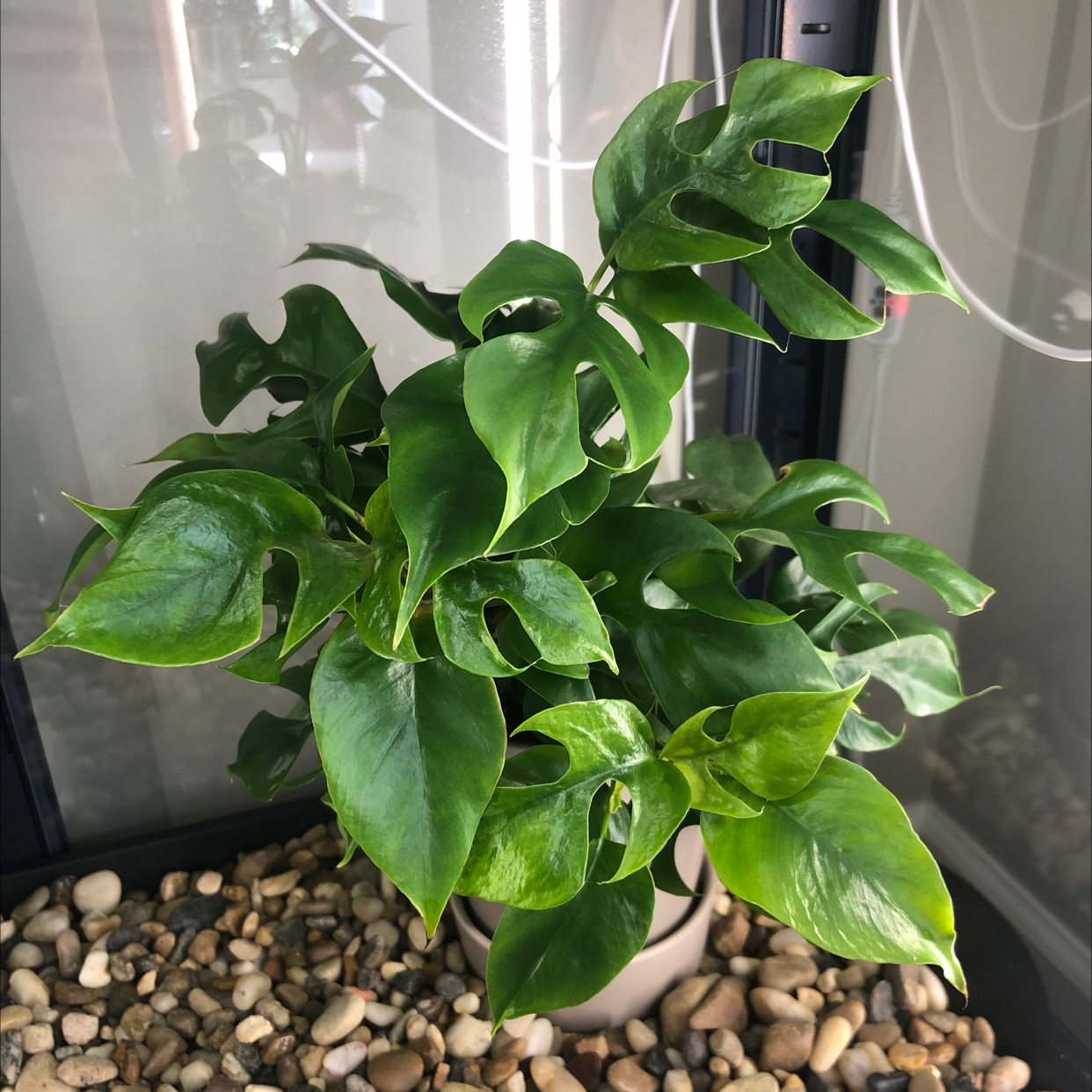 Healthy Mini Monstera plant with vibrant green leaves, potted on a bed of pebbles.