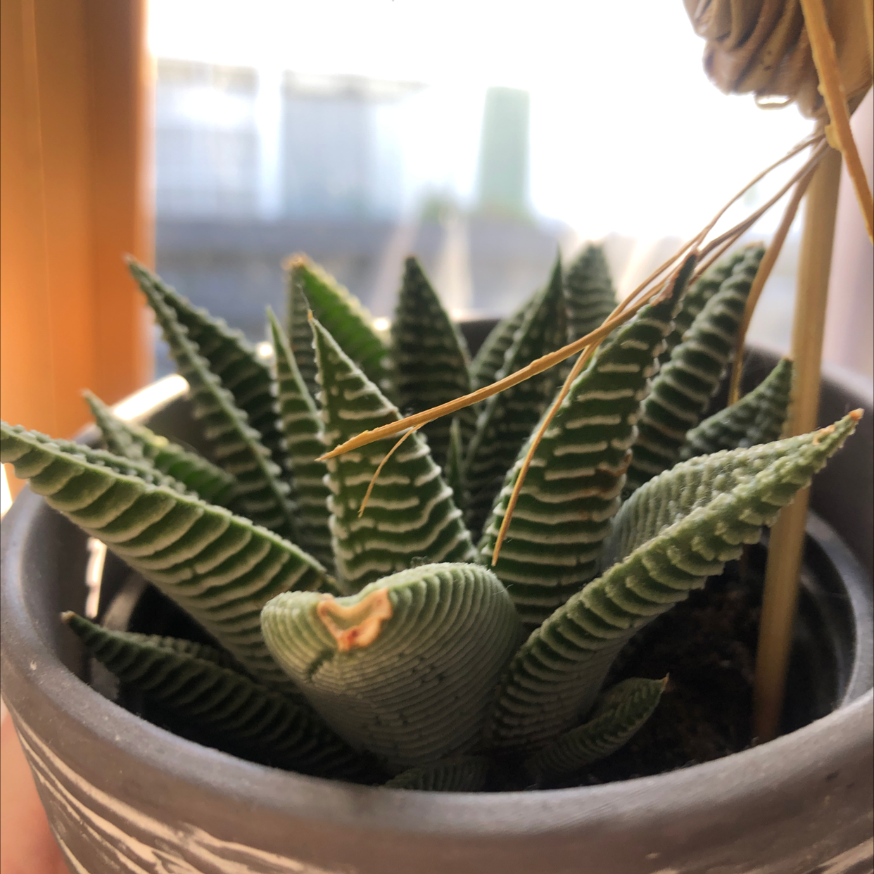 Fairy Washboard plant photo by @shannon named Martin on Greg, the plant care app.