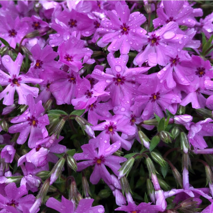 Close-up of vibrant purple Moss Phlox flowers in full bloom.