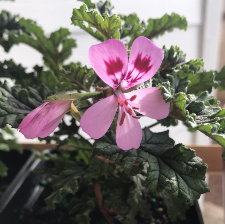 Photo of the plant species Lemon-scented Pelagonium by Kat named Crisperium Geranium on Greg, the plant care app