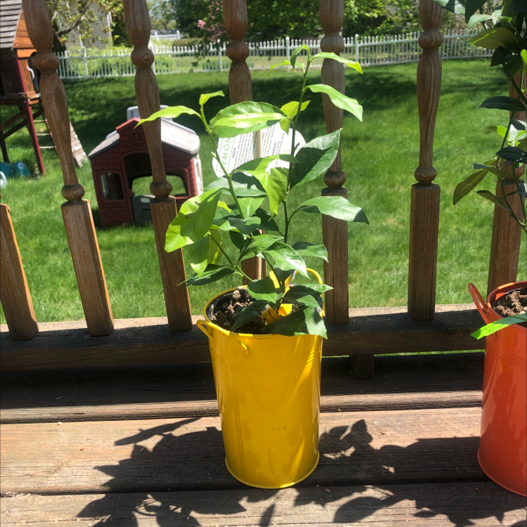 Photo of the plant species Lemon by @Br.i.a.n.na named Marilyn on Greg, the plant care app