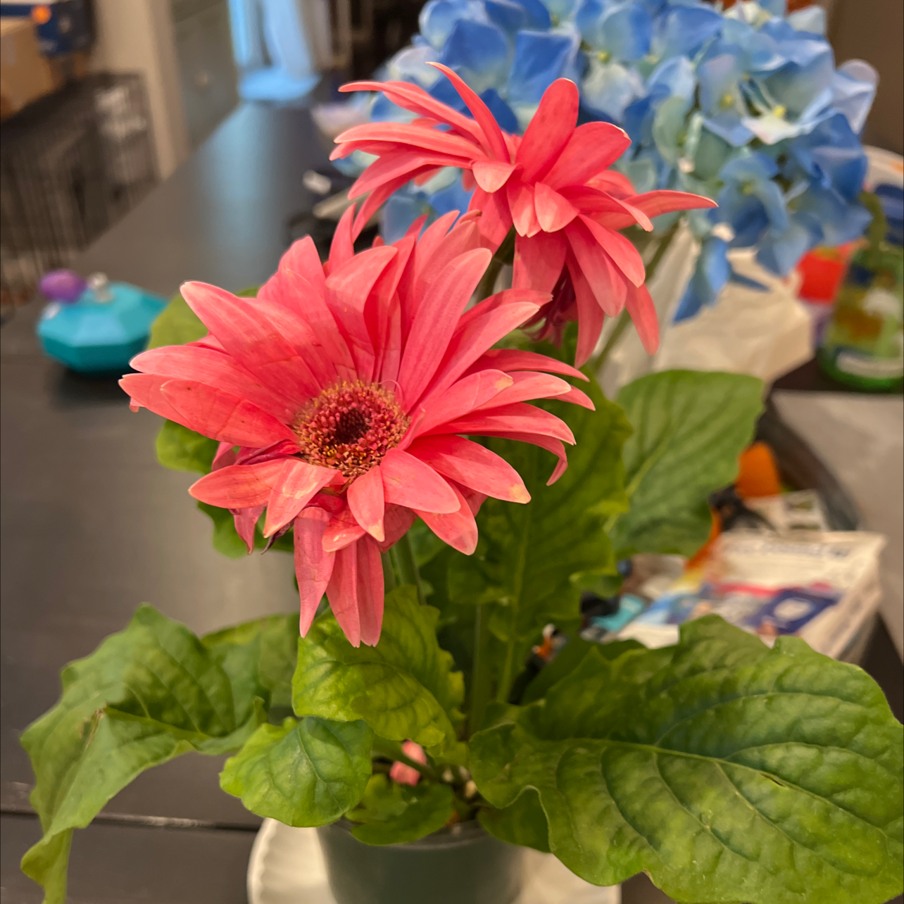 Gerbera plant with vibrant pink flowers and slightly yellowing leaves.