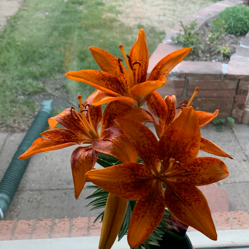 Vibrant Orange Lily with multiple healthy blooms on a window sill.
