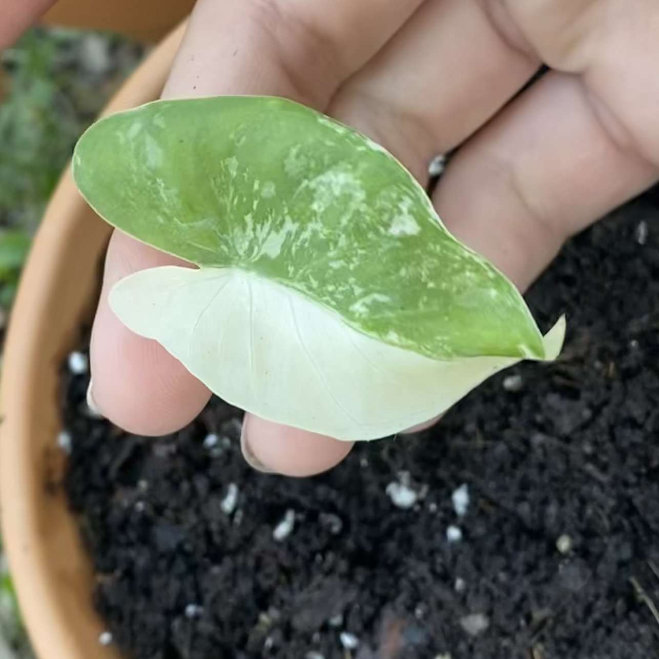 Photo of the plant species Variegated Alocasia by @fernandezzluis named Alecia on Greg, the plant care app