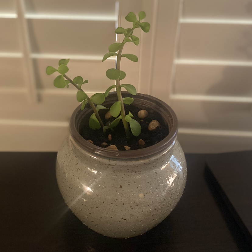 Elephant Bush plant photo by Payton named Eddie on Greg, the plant care app.