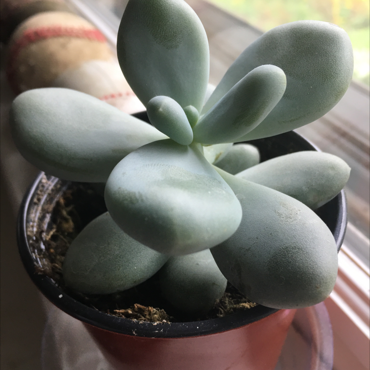 Photo of the plant species Moonstone by @Lilzlikesplants named John Cena on Greg, the plant care app