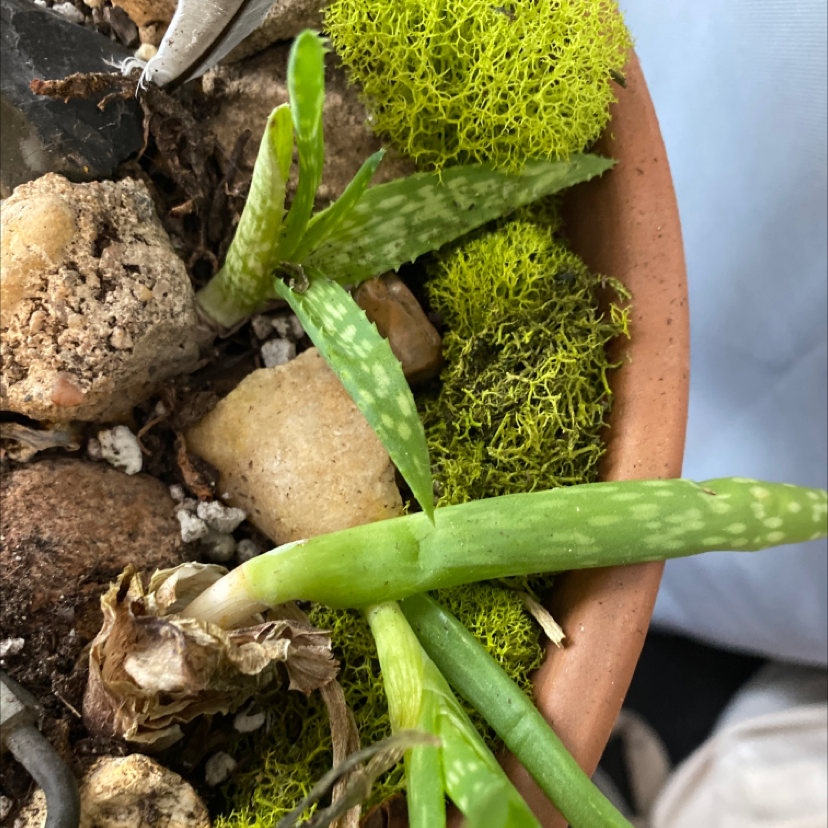 Aloe vera plant photo by @bekahheidel named burn squad on Greg, the plant care app.