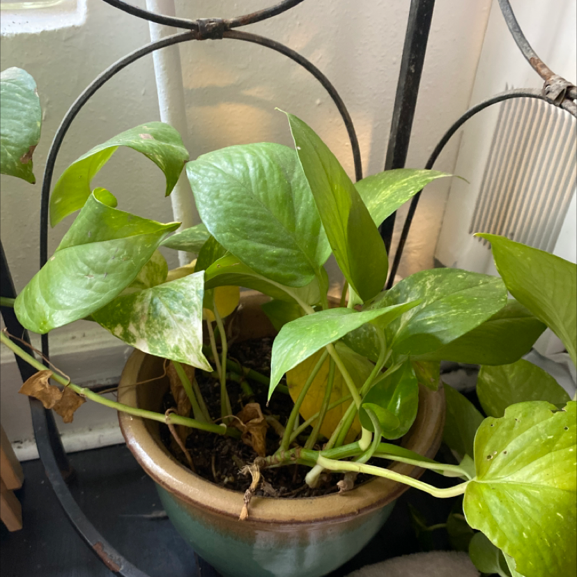 Taro Vine plant photo by @bekahheidel named daddy pathos on Greg, the plant care app.